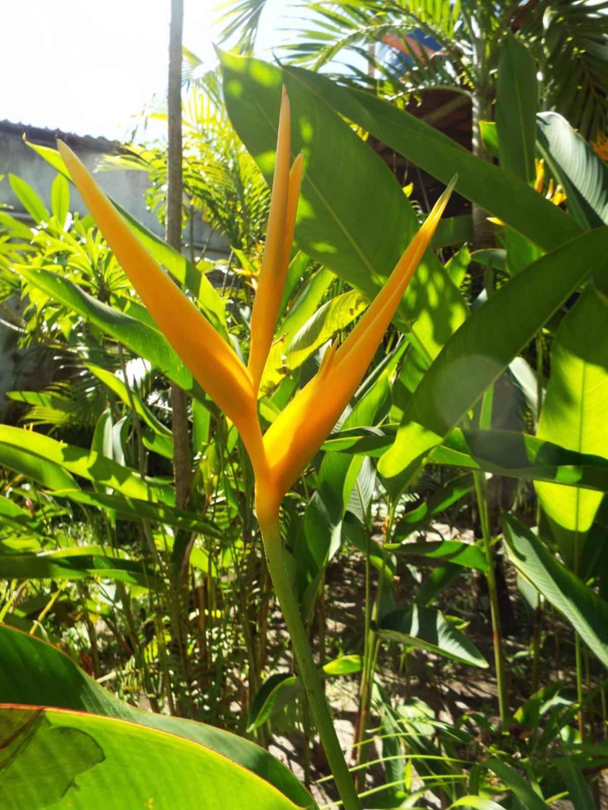 Jardim Uixa Villa Velha Boipeba Kültér fotó